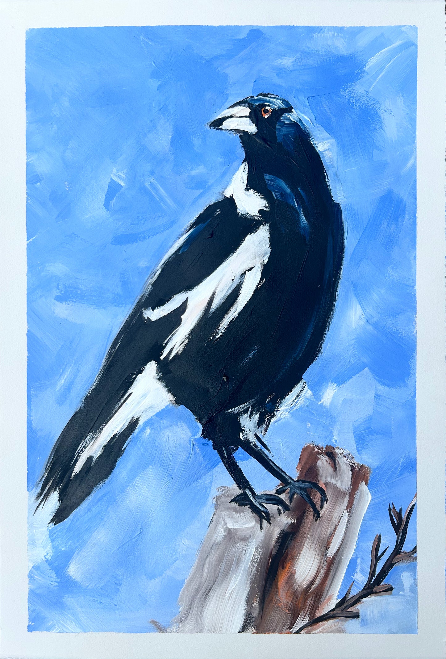 Australian Magpie #3