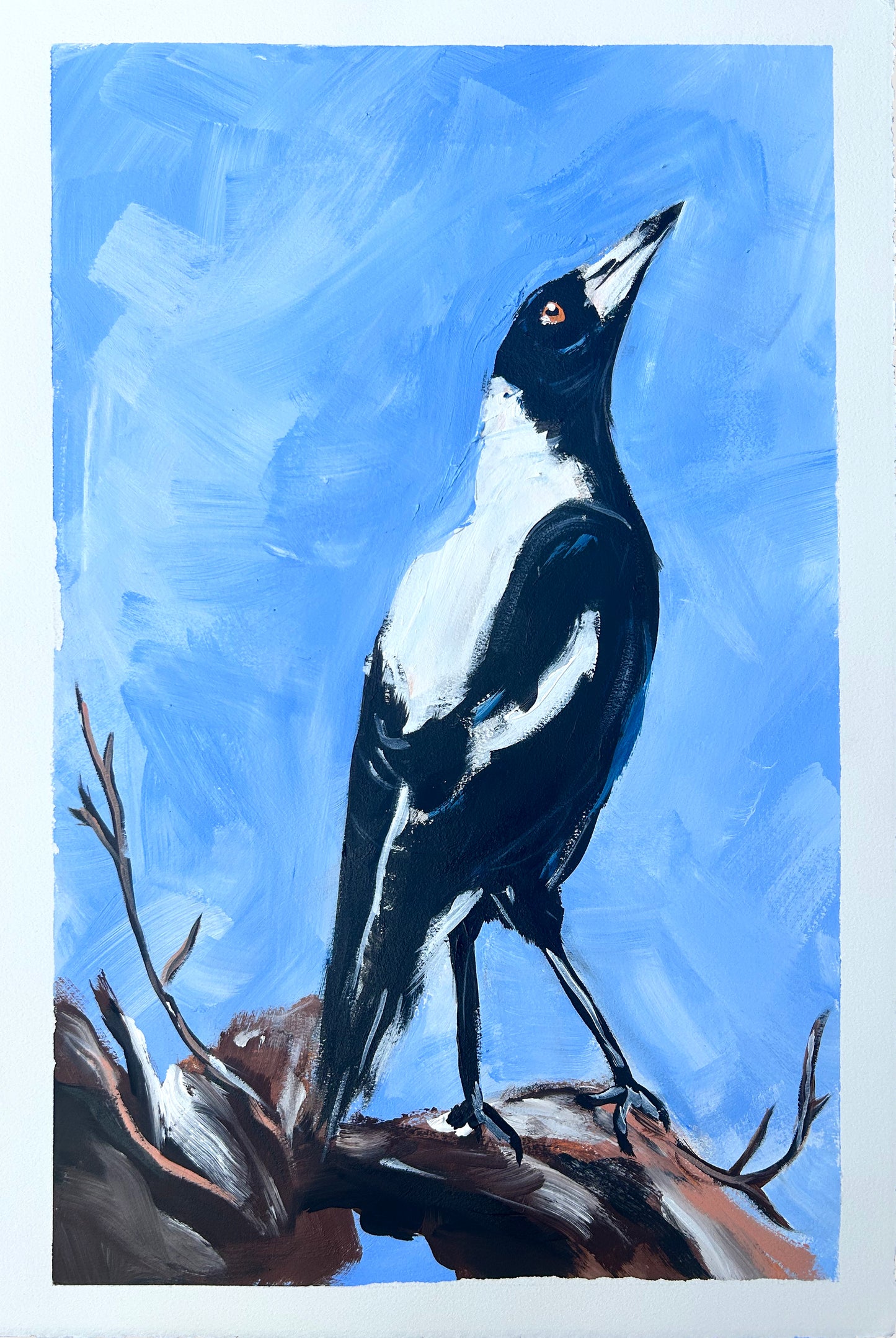 Australian Magpie #2